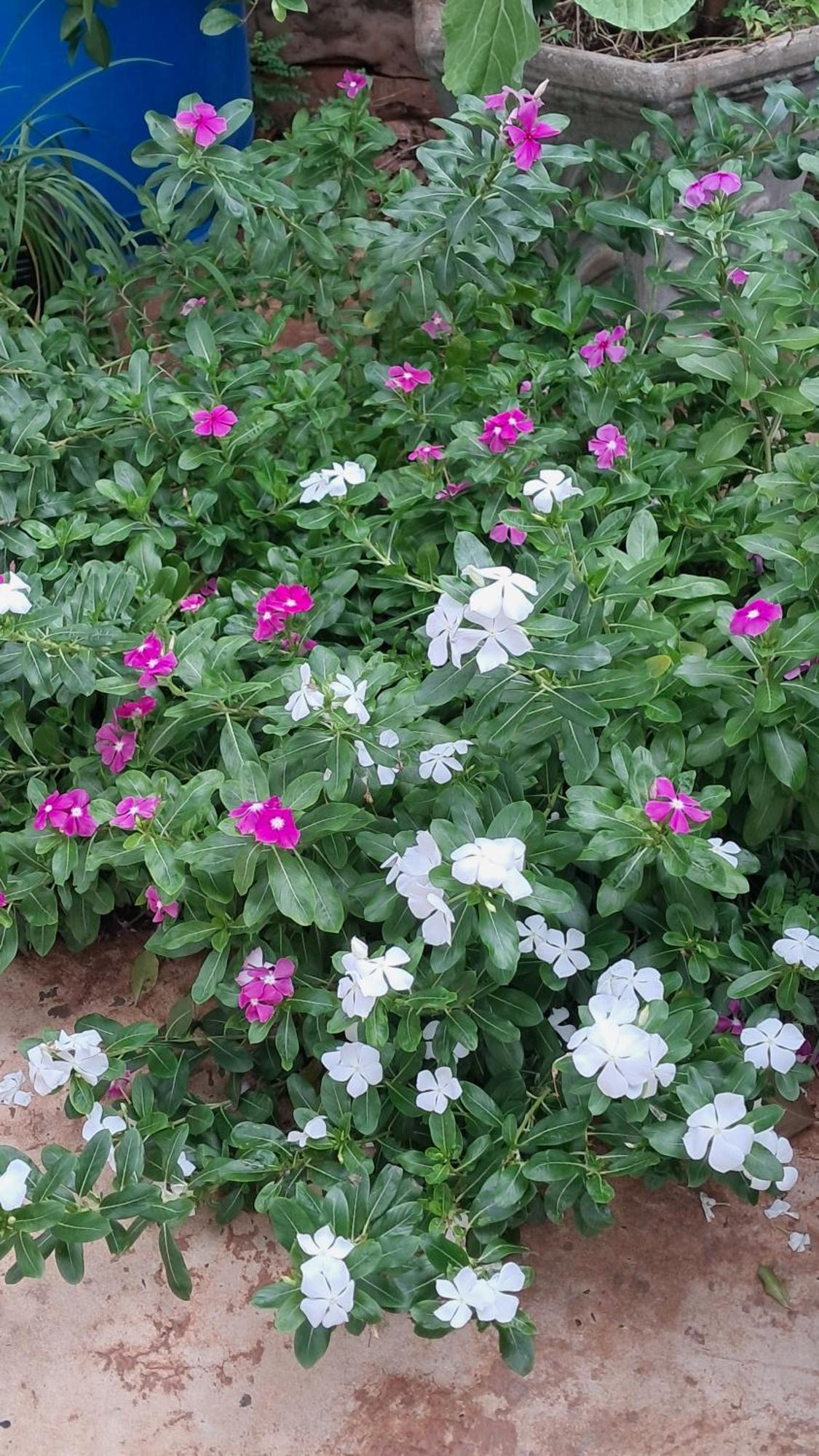 Kitnet 豪華帳篷